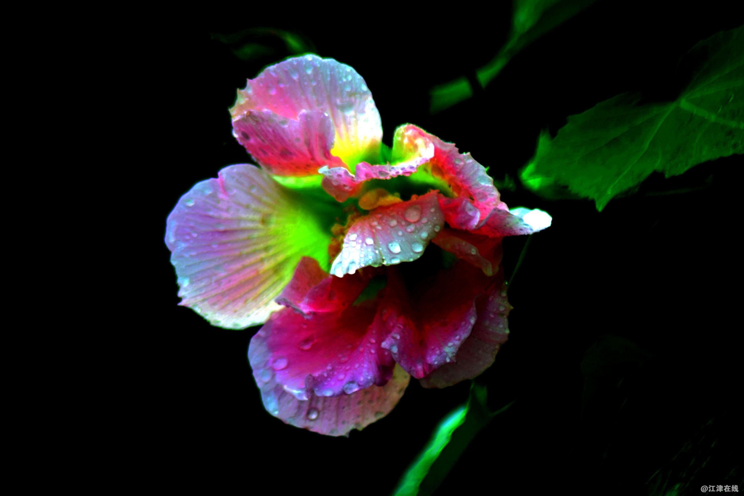 DSC_0005_副本_副本.jpg
