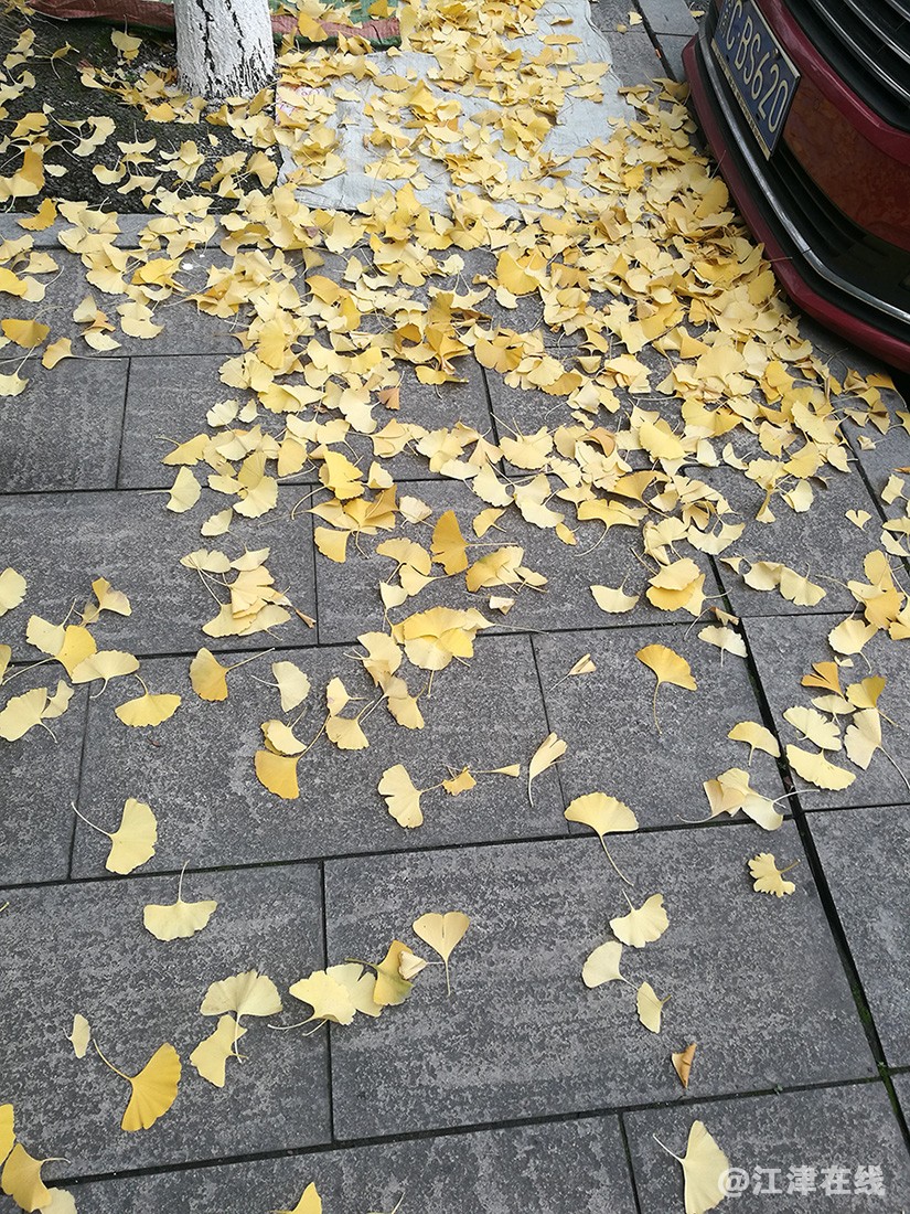 一抹金黄 (18).jpg