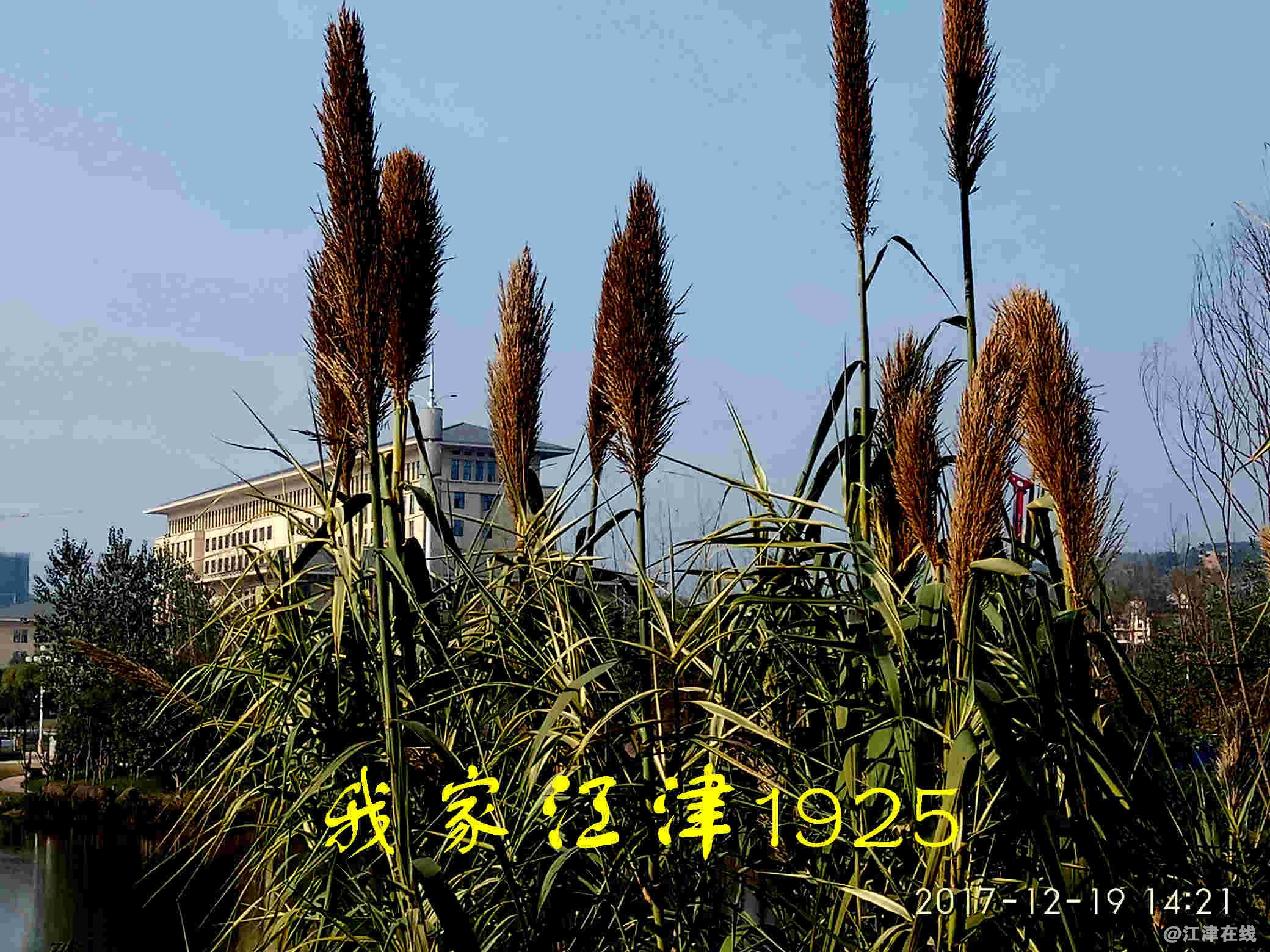 JYZ 20171219 XM (127).jpg