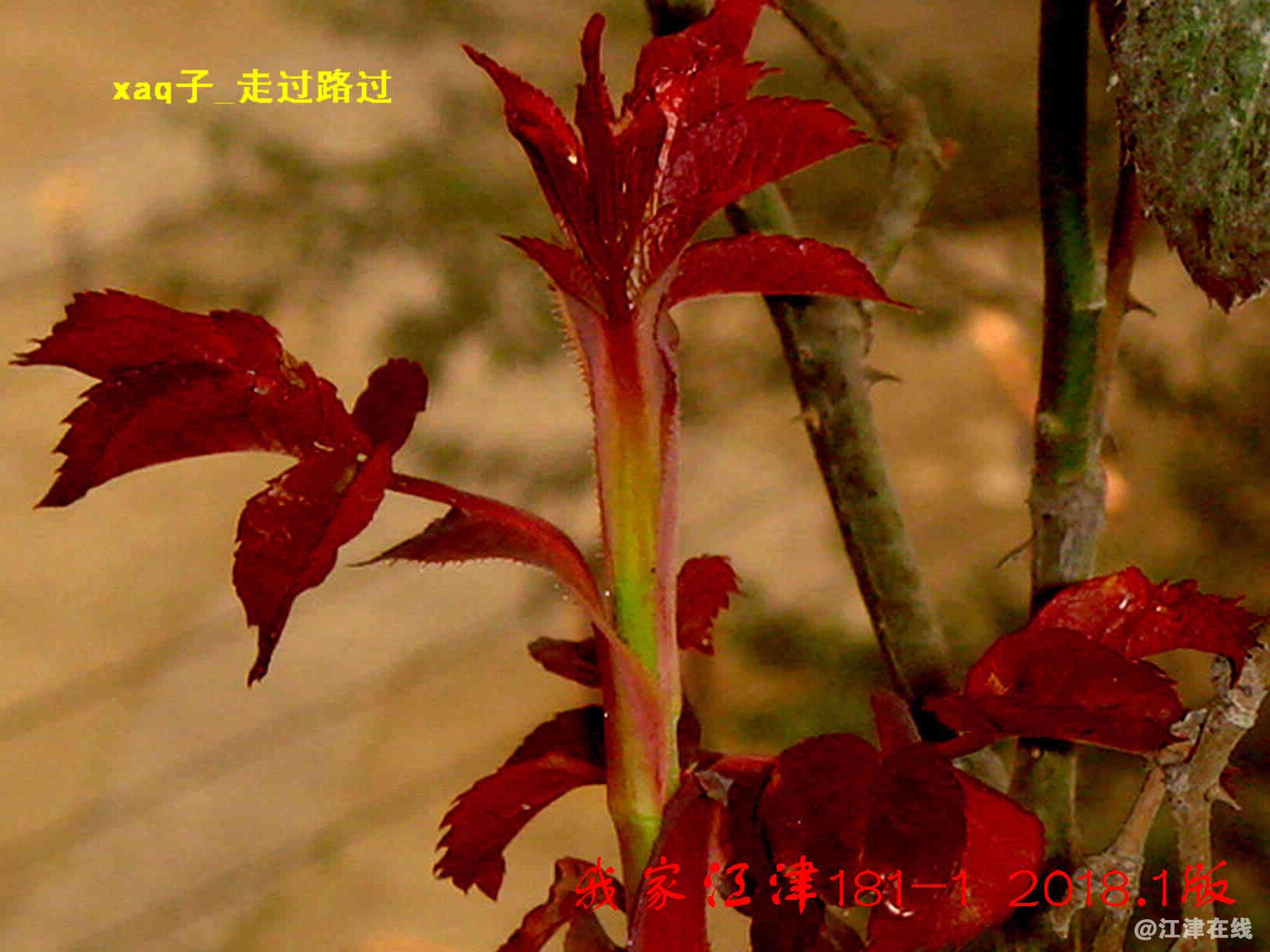 0.2 我家江津181 (3).jpg