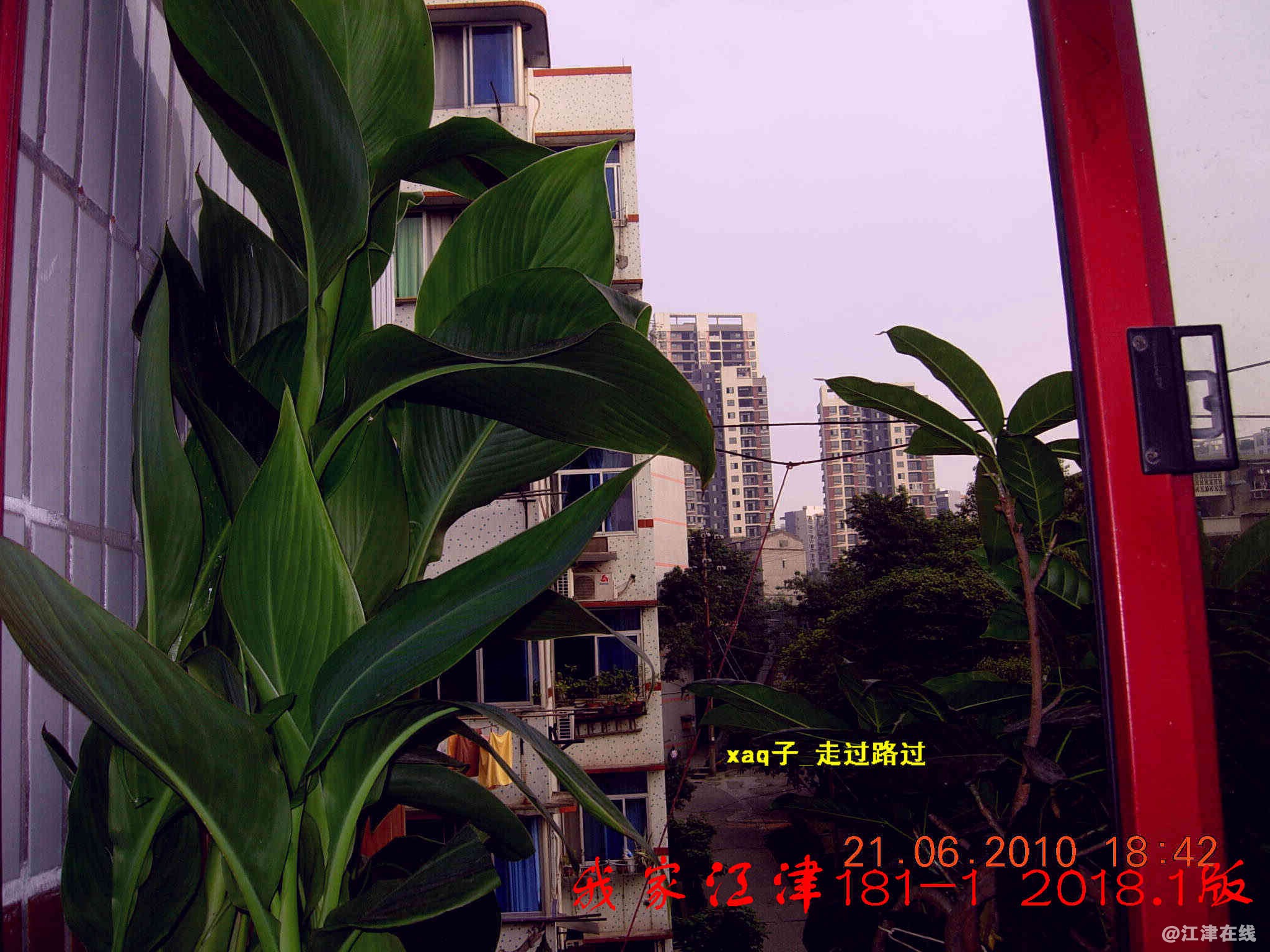 1 我家江津181 (10).jpg