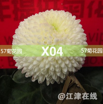 X04.jpg