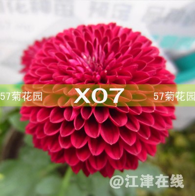 X07.jpg