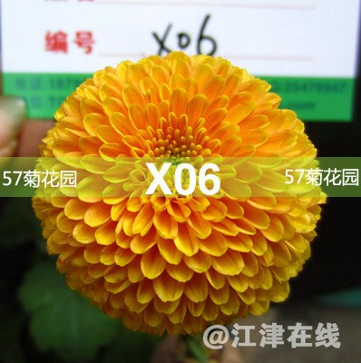 X06.jpg