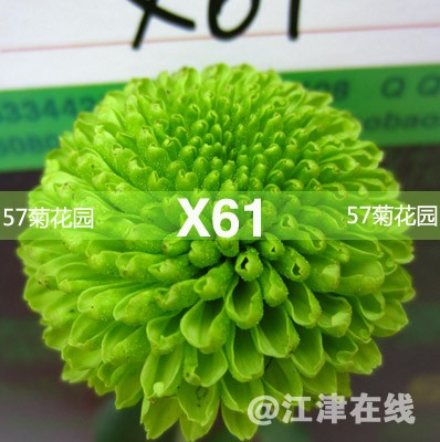 X61.jpg