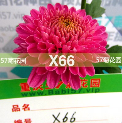 X66.jpg