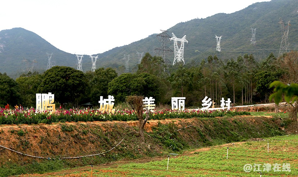 花 (8).jpg