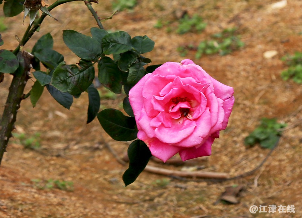 花 (15).jpg