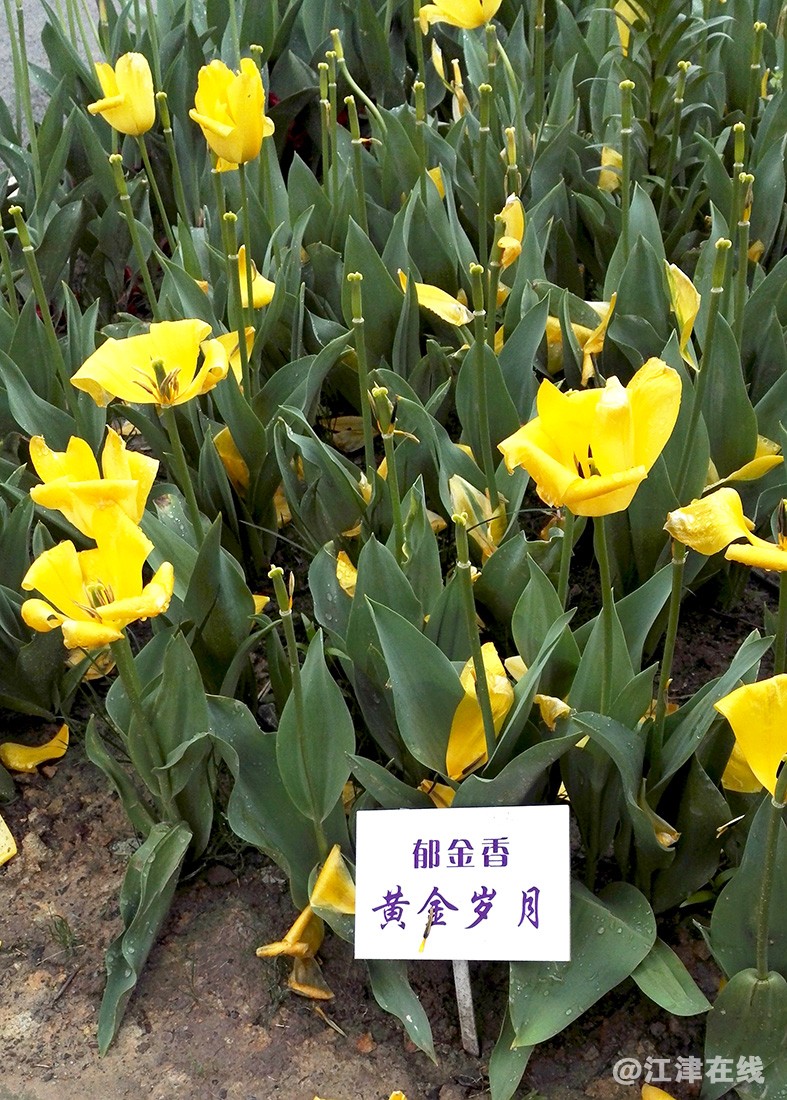 郁金香 (35).jpg