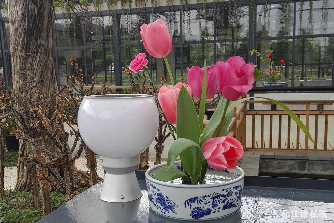 小容器养花 (5).jpg