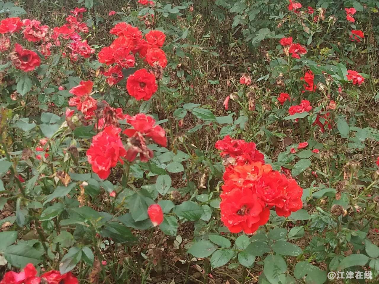20180514_279879_1526301075894.jpg