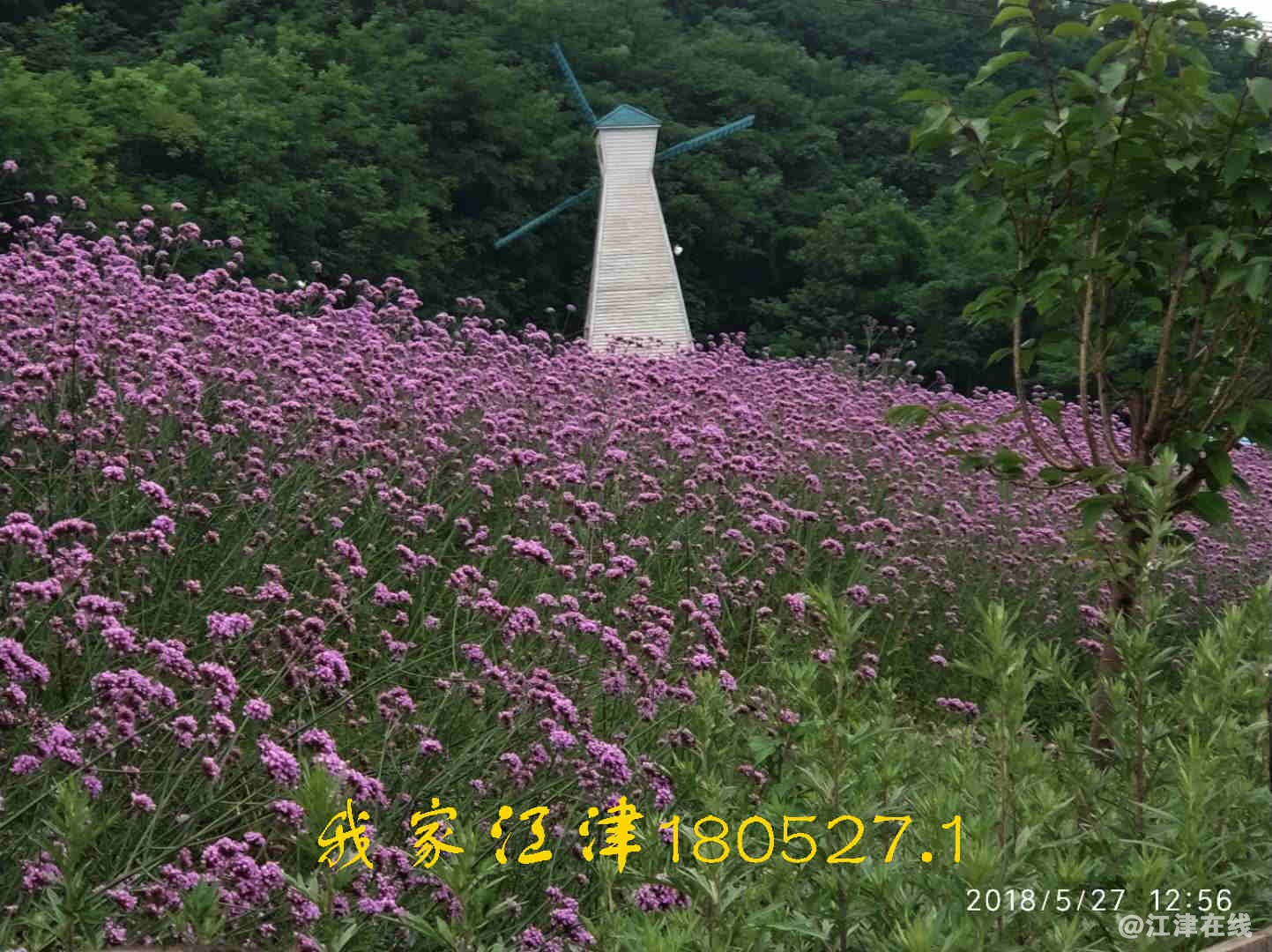 JYZ 20180527 WNT (29).jpg