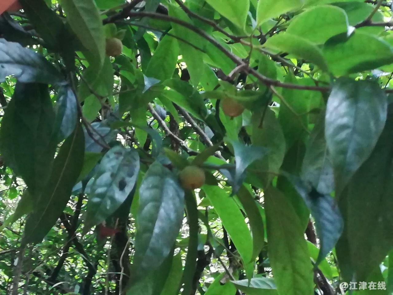 201806222861791529676869756959.jpg