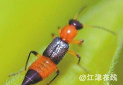 隐翅虫.jpg
