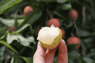 2.gif