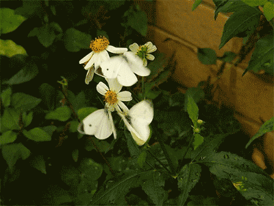 8.gif