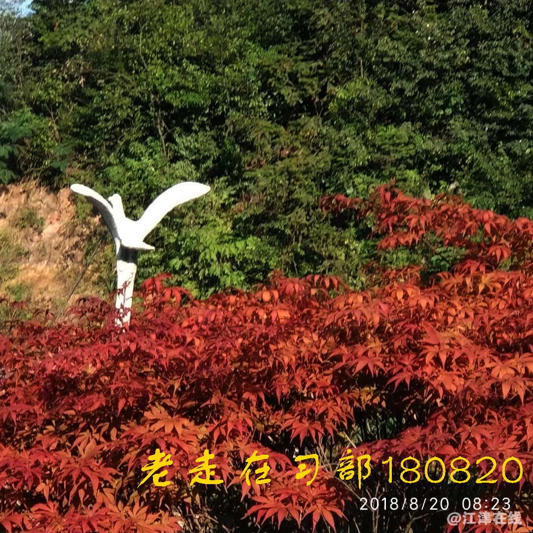 JYZ 20180820 WXXB1 NT3 (26).jpg