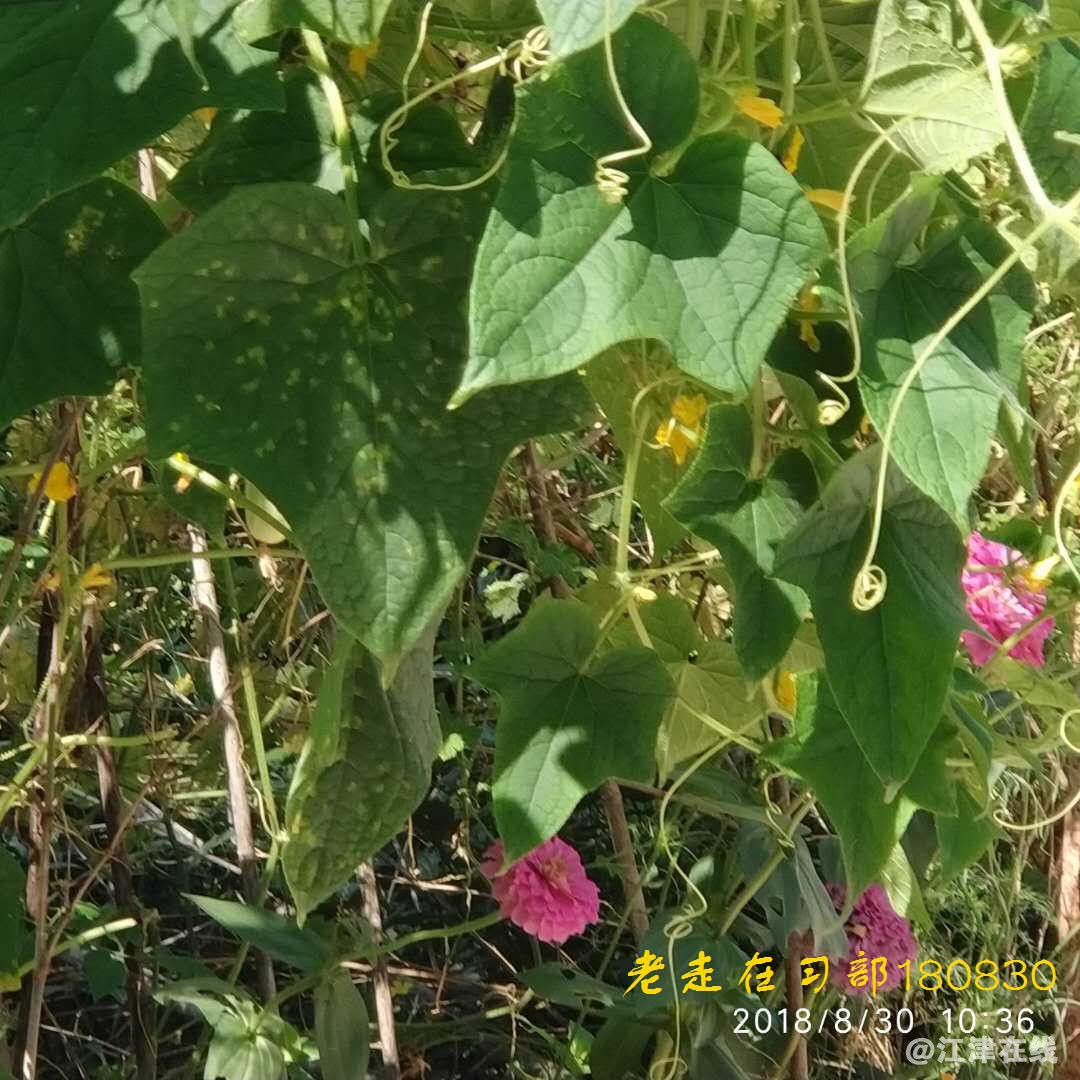 JYZ 20180830 YJB SS NT3 (118).jpg
