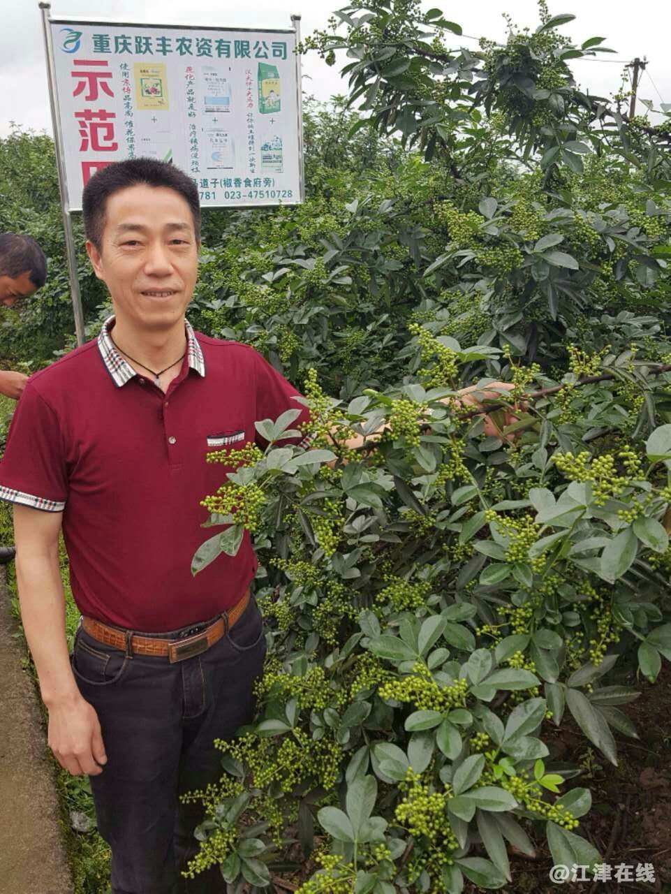1文建国董事长检查花椒基地_.jpg