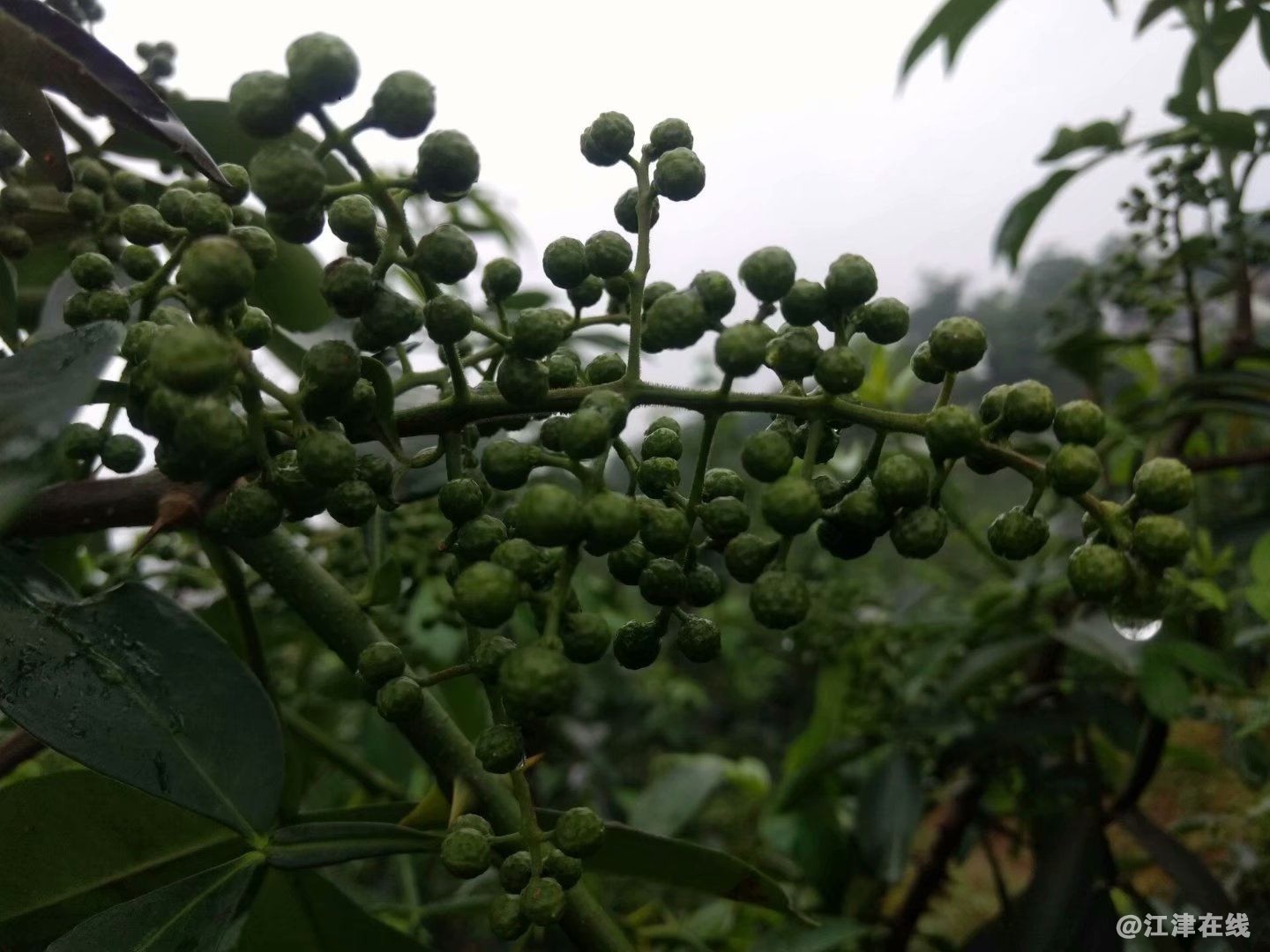 psb (12)_看图王.jpg