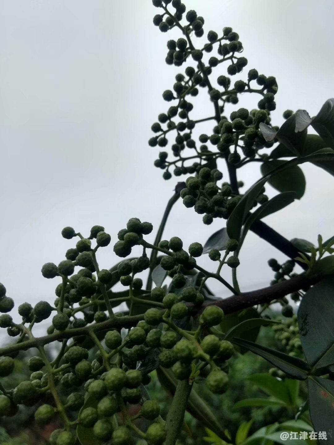 psb (13)_看图王.jpg