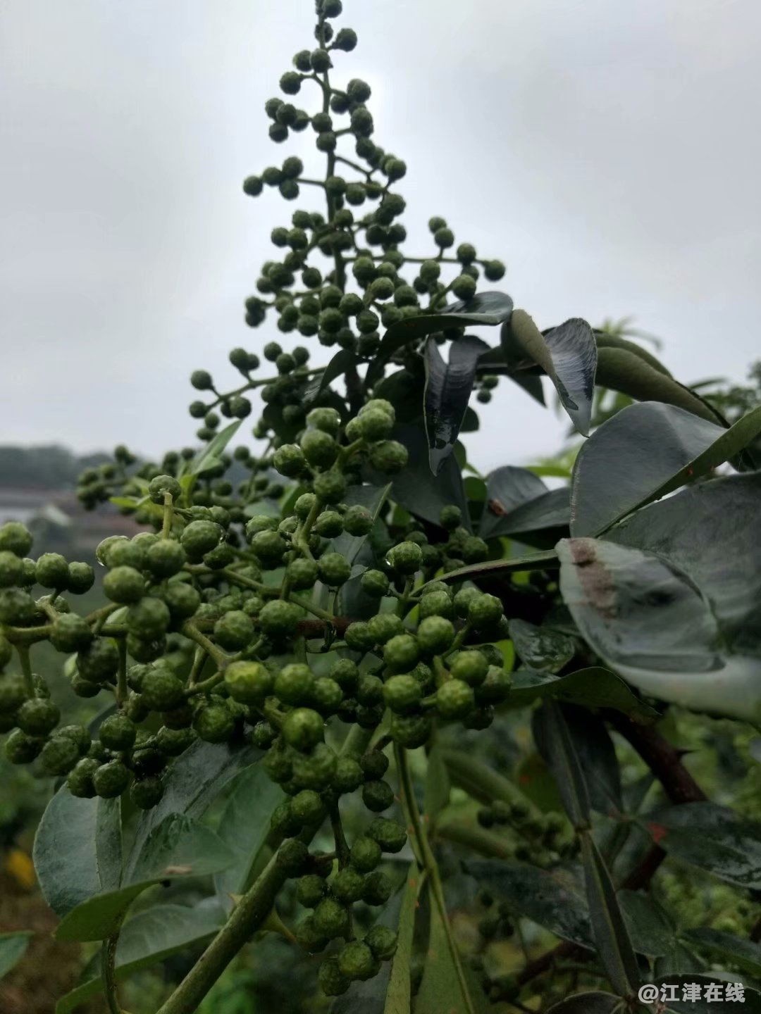 psb (23)_看图王.jpg