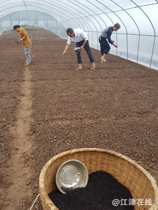 5鑫跃丰花椒种苗基地开始播种.jpg
