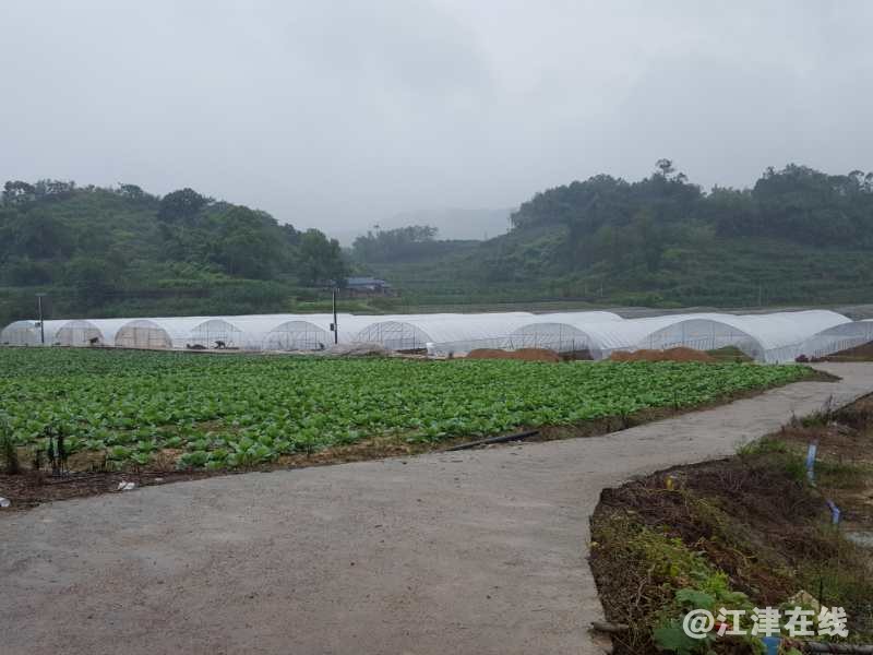 10鑫跃丰花椒种苗基地.jpg