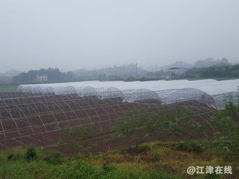 11鑫跃丰花椒种苗基地.jpg
