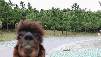 5.gif