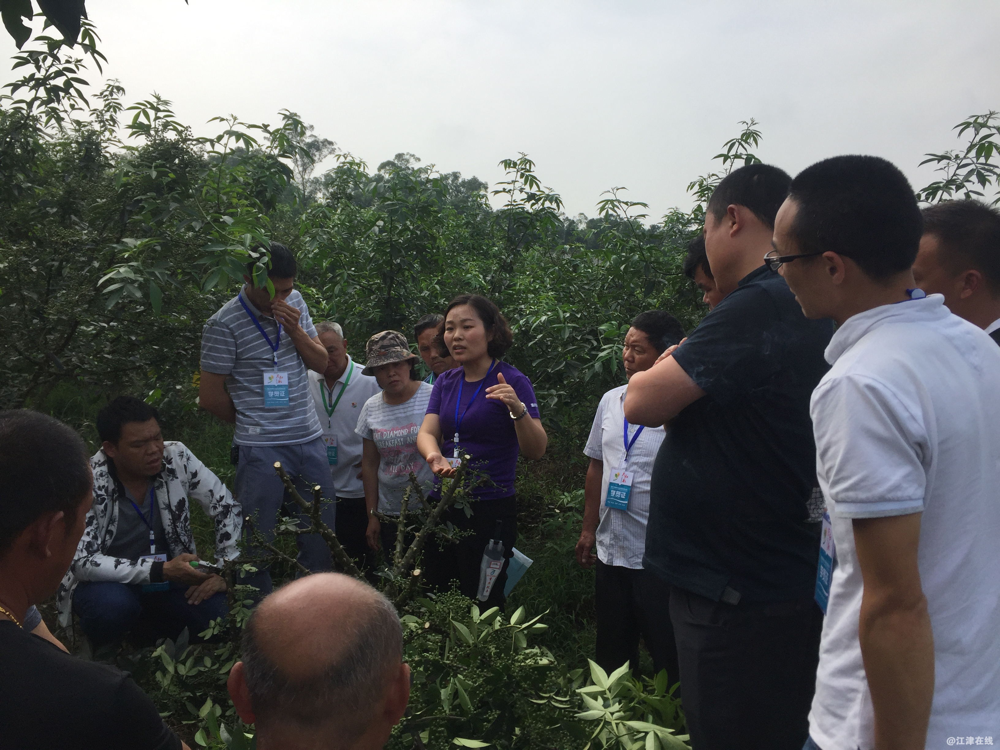 李兰总经理在花椒基地进行交流田间指导.jpg