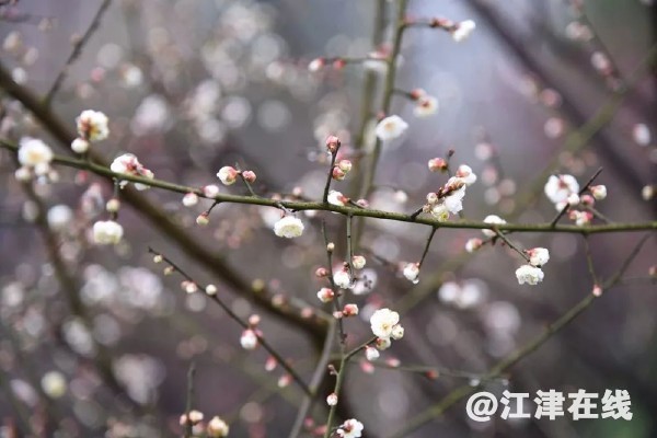 5a95d327-5b31-4a0f-9a93-cc405b27a10d.jpg