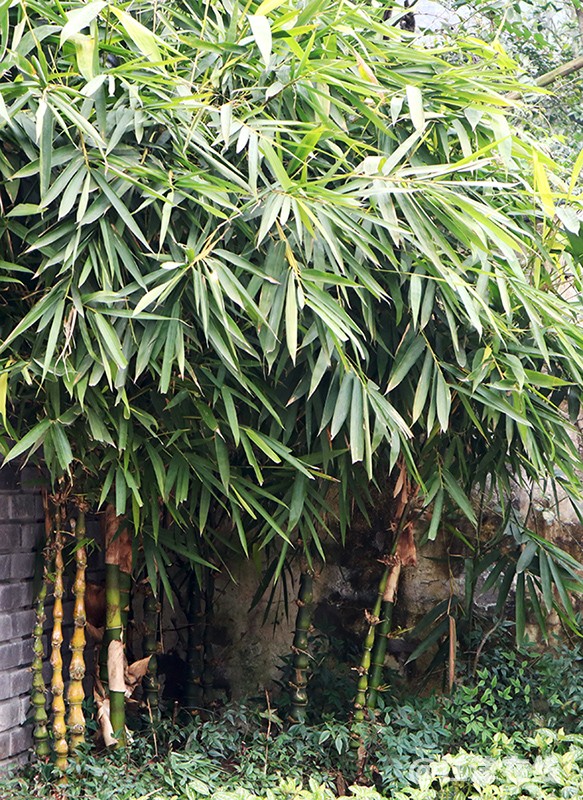大渡口 (27).jpg