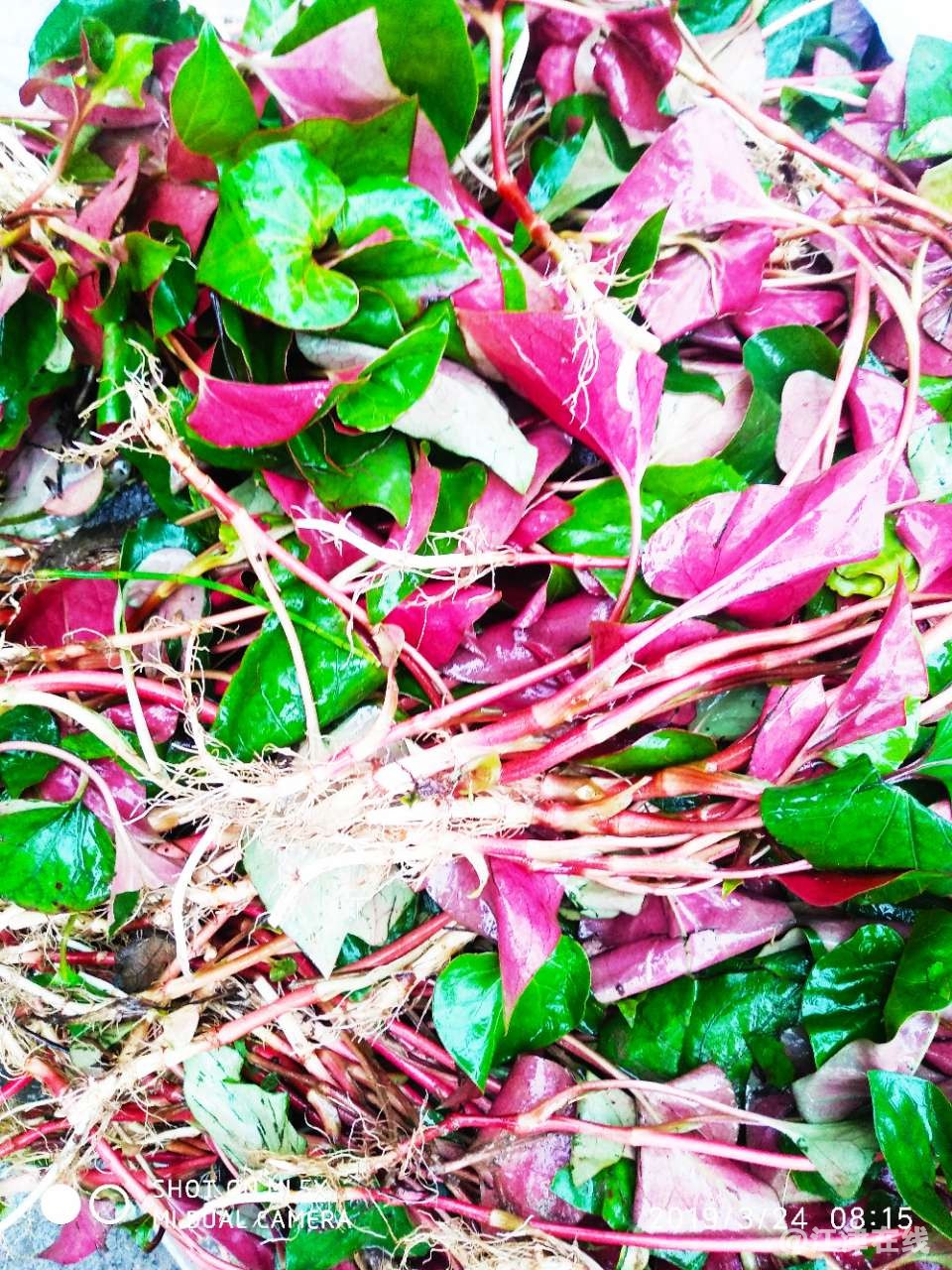 20190324_65865_1553388889317.jpg