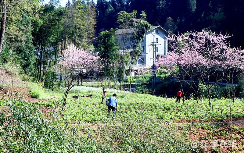 由黔境入四面山 (13).jpg