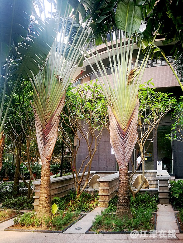 识树名 (3).jpg