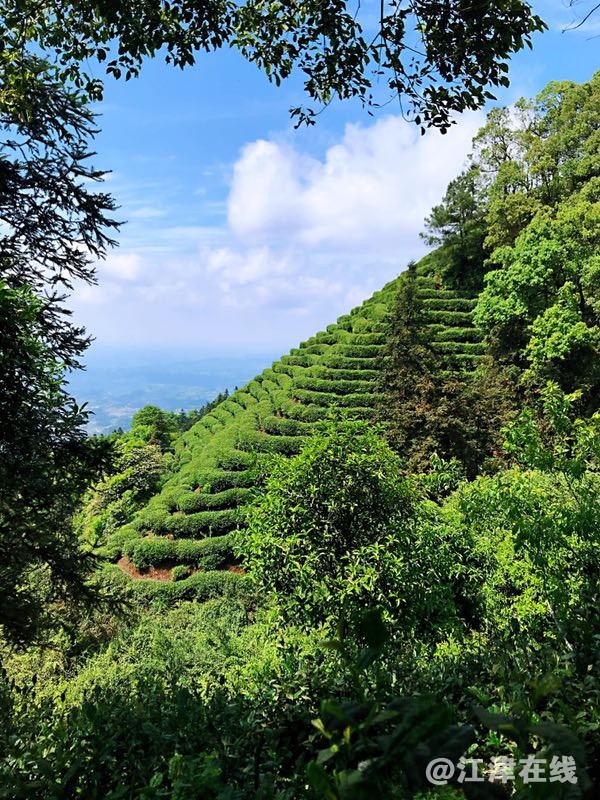 富硒茶山