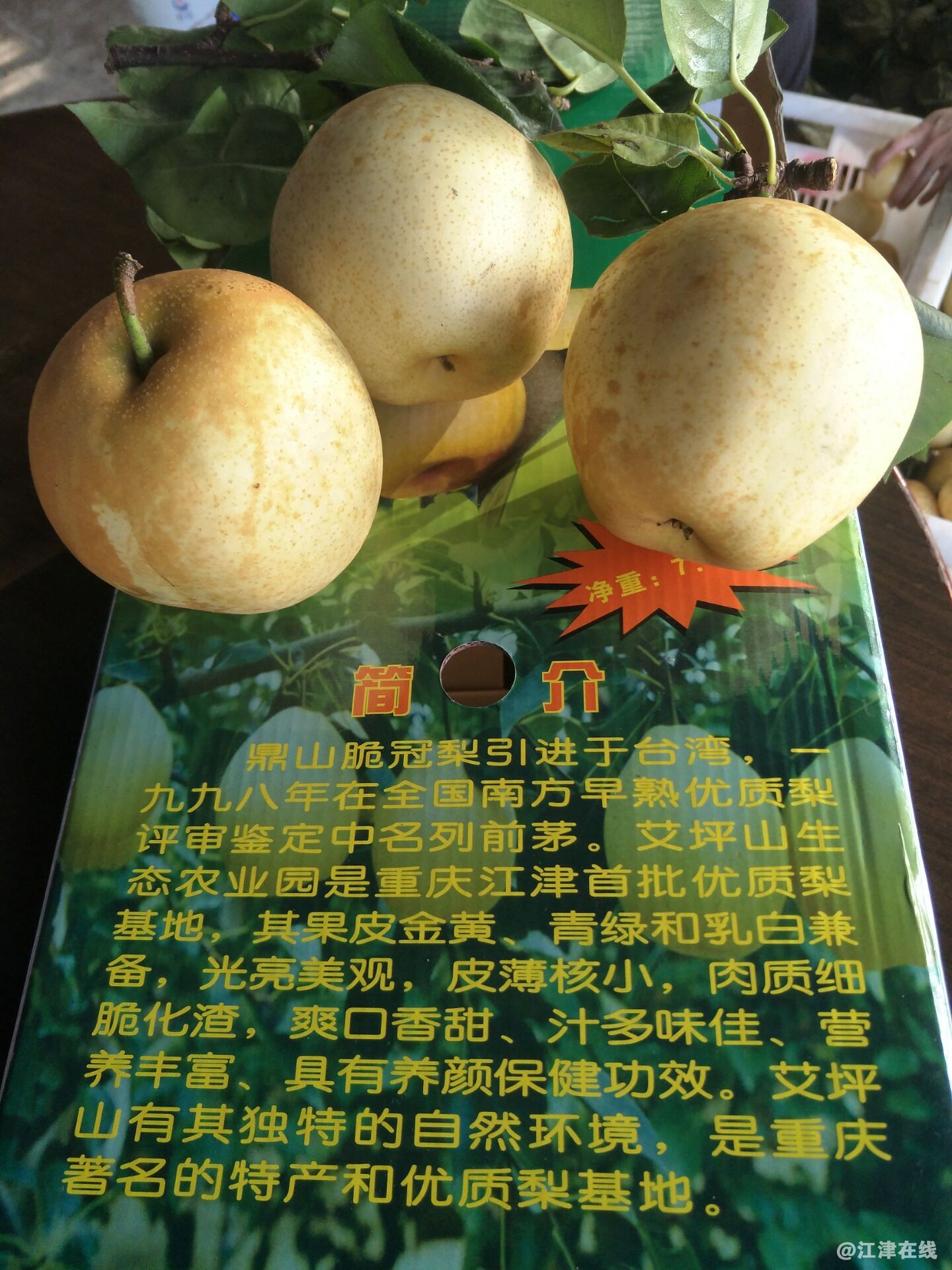 梨子6.jpg