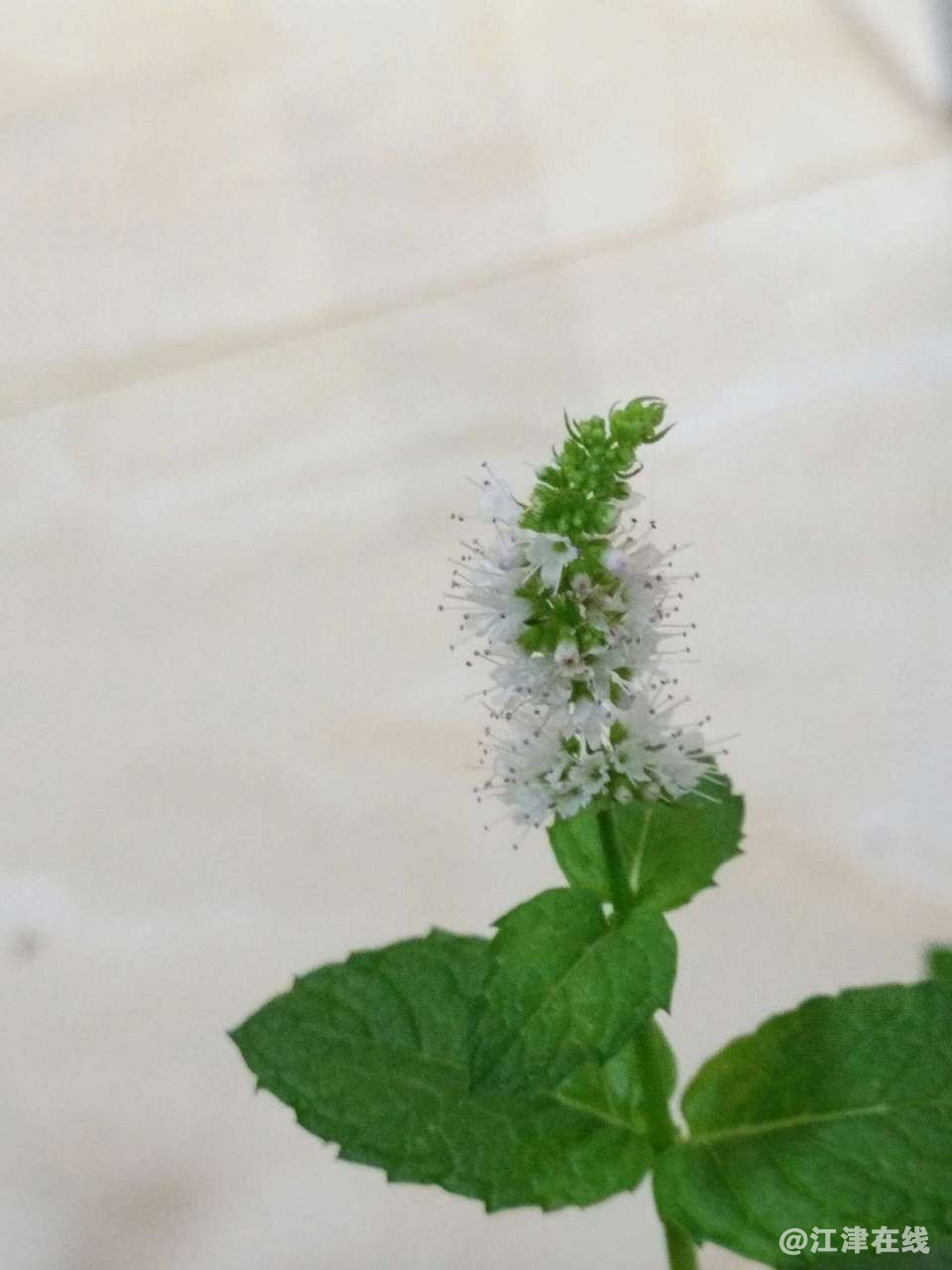 20190722_344383_1563764869010.jpg