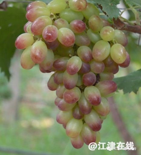 display_picture.php?url=https%3A%2F%2Fmmbiz.qpic.jpg