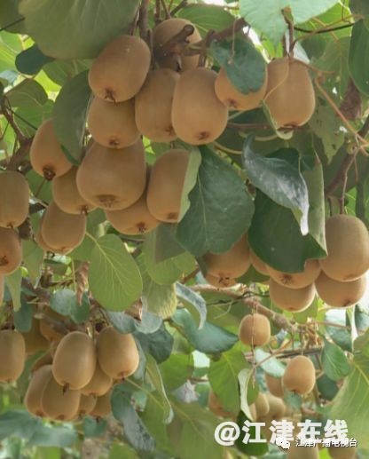 display_picture.php?url=https%3A%2F%2Fmmbiz.qpic.jpg