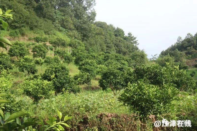 display_picture.php?url=https%3A%2F%2Fmmbiz.qpic.jpg