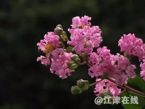 display_picture.php?url=https%3A%2F%2Fmmbiz.qpic.jpg
