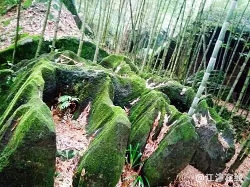 display_picture.php?url=https%3A%2F%2Fmmbiz.qpic.jpg