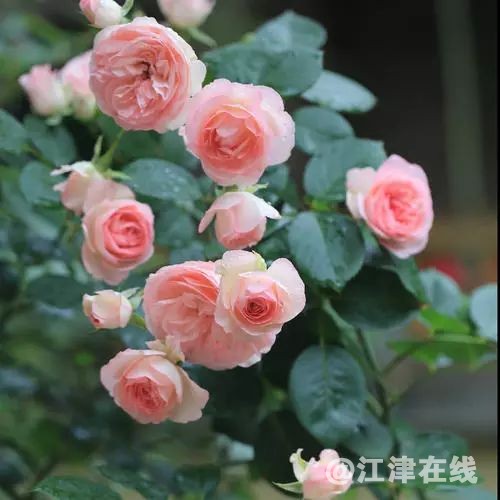 display_picture.php?url=https%3A%2F%2Fmmbiz.qpic.jpg