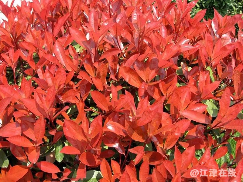 display_picture.php?url=https%3A%2F%2Fmmbiz.qpic.jpg