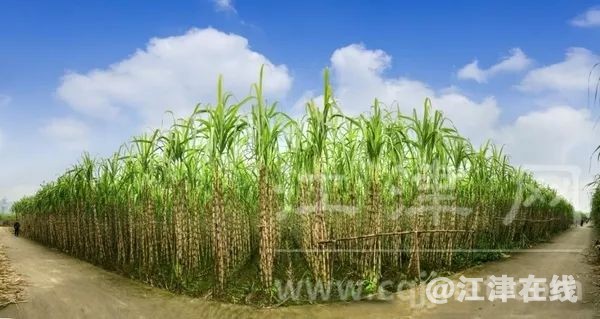 display_picture.php?url=https%3A%2F%2Fmmbiz.qpic.jpg