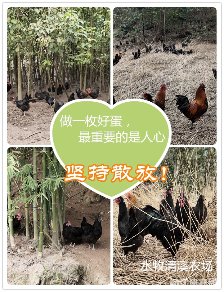 16坚持散放.jpg