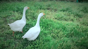 c4493aacde0b6d665b98ddeb86513d69.gif