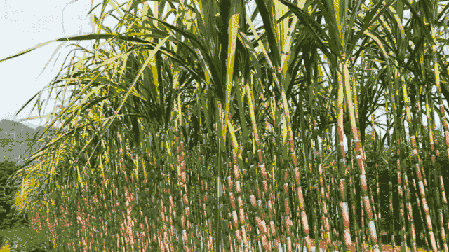 d781483287c9c40ae3e464aade23aa68.gif